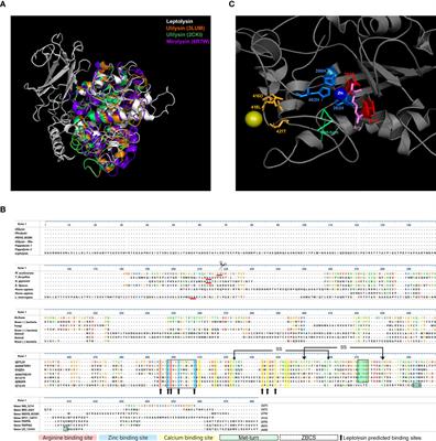 Leptolysin, a Leptospira secreted metalloprotease of the pappalysin family with broad-spectrum activity